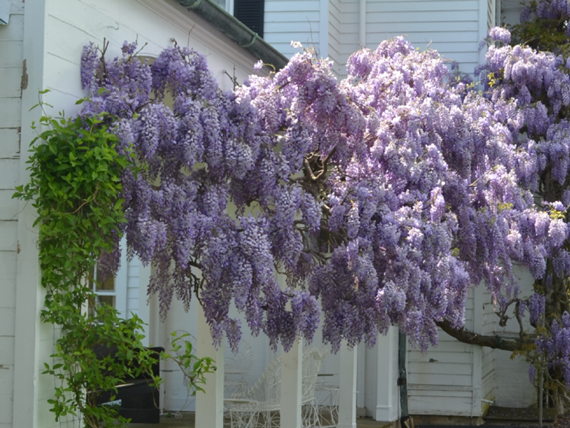 Wisteria on the Portico 