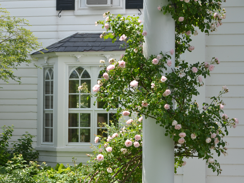 Roses Climbing column